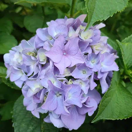 Apartman Secret Garden *